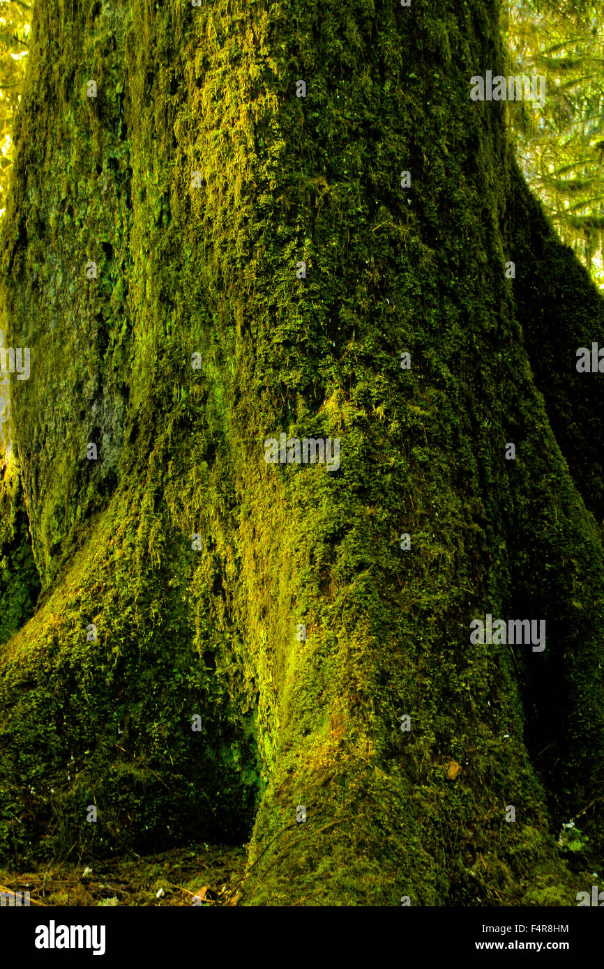 Hoh Rainforest, MOSS, verde primavera, luce, foresta, Washington, Olympic National Park, Penisola Olimpica, struttura ad albero Foto Stock