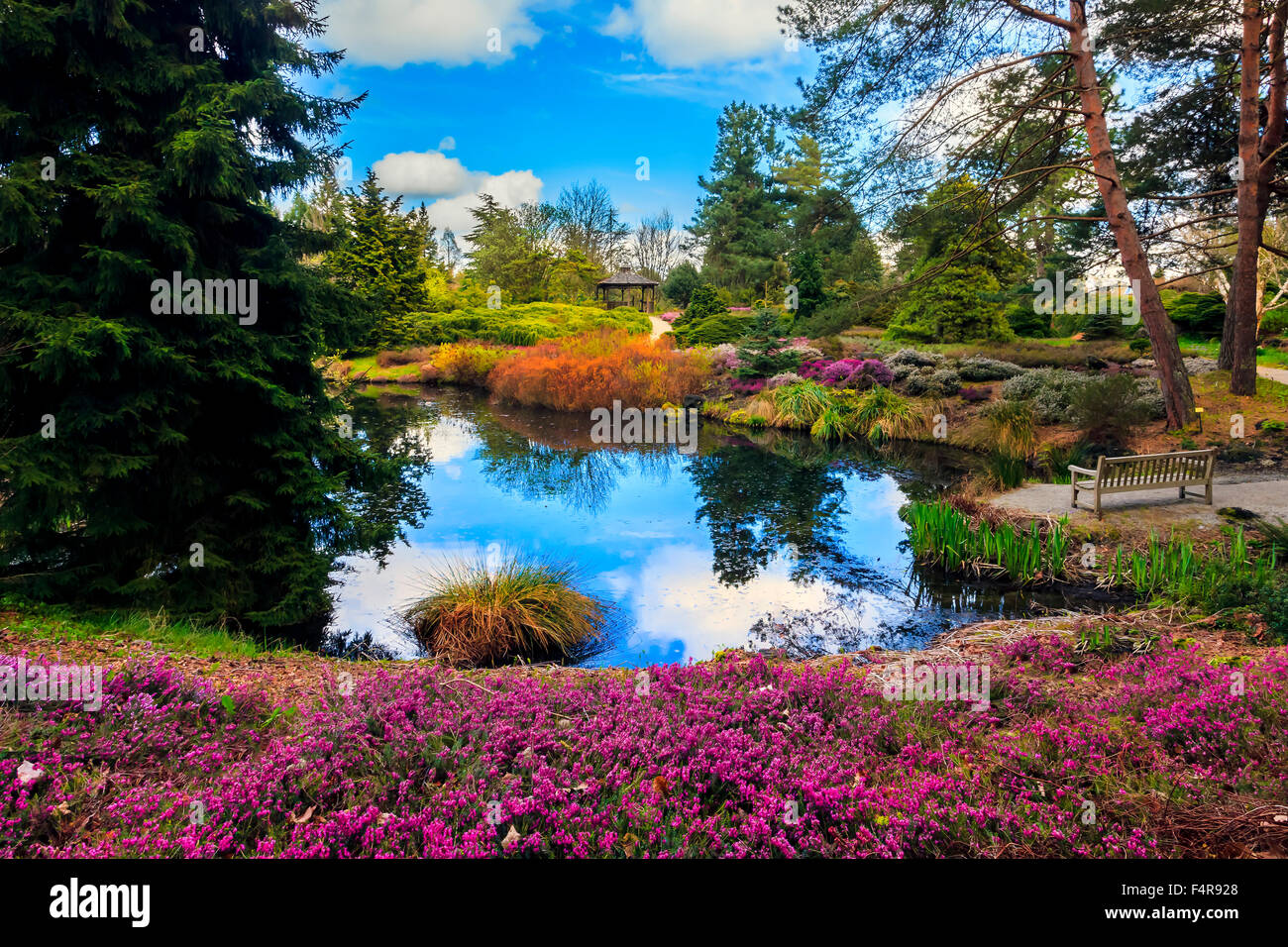 Canada, British Columbia, Giardini Giapponesi, panca, stagno, cielo blu, riflessione, giardini, fiorisce, blumi, rosa, alberi Foto Stock