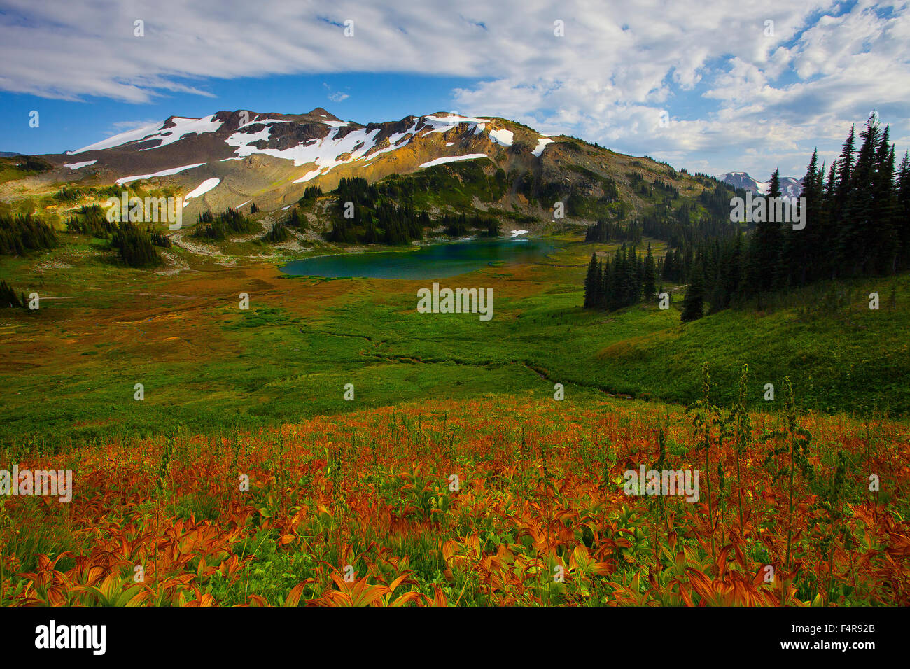 Canada, British Columbia, Mount Garibaldi, gigli selvatici, valley, molla, cielo blu, giglio, lago, fiori Foto Stock