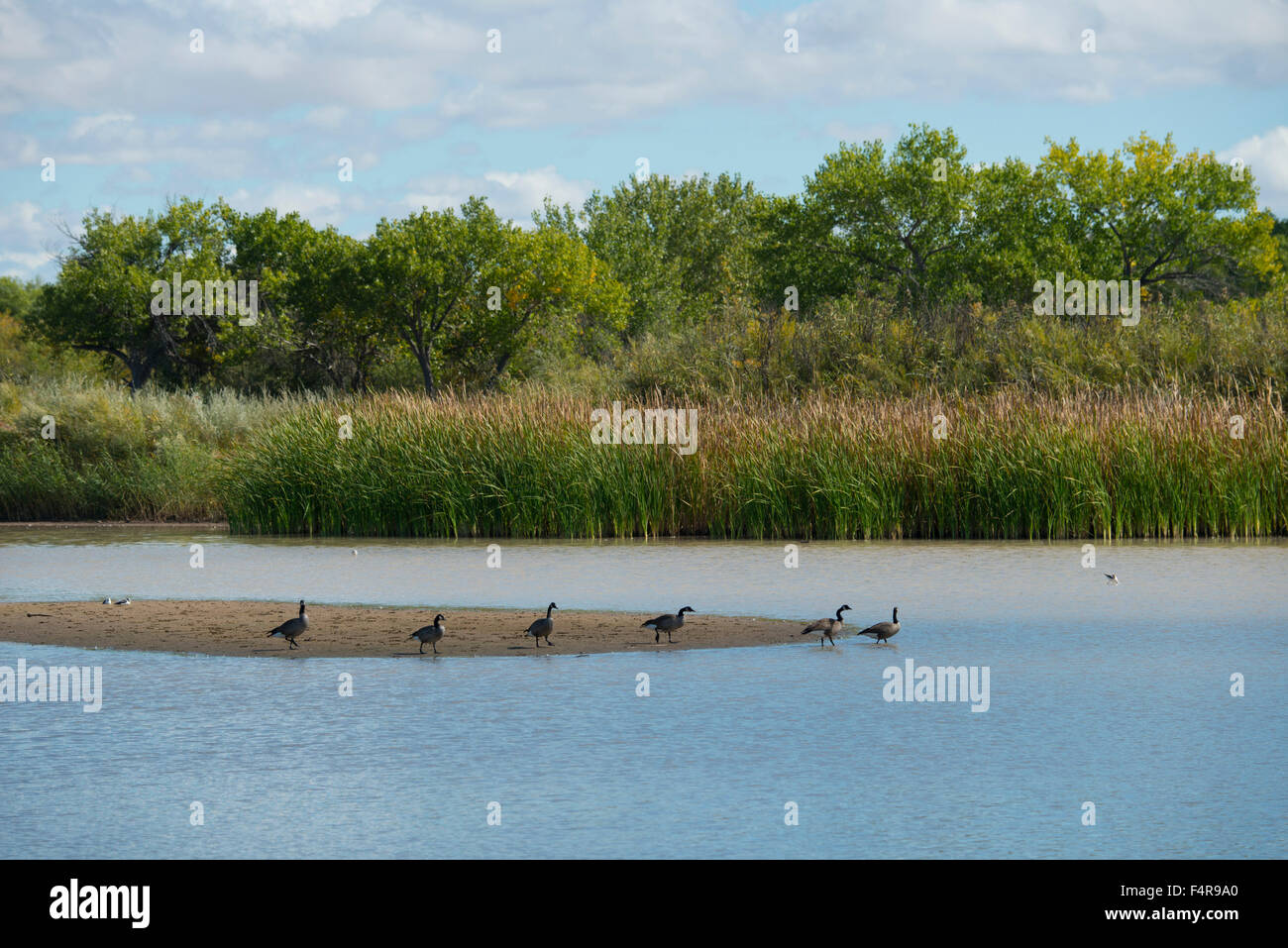 Stati Uniti d'America, Stati Uniti, America, Southwest New Mexico, southern Socorro County, il Bosque del Apache National Wildlife Refuge, abbiamo Foto Stock