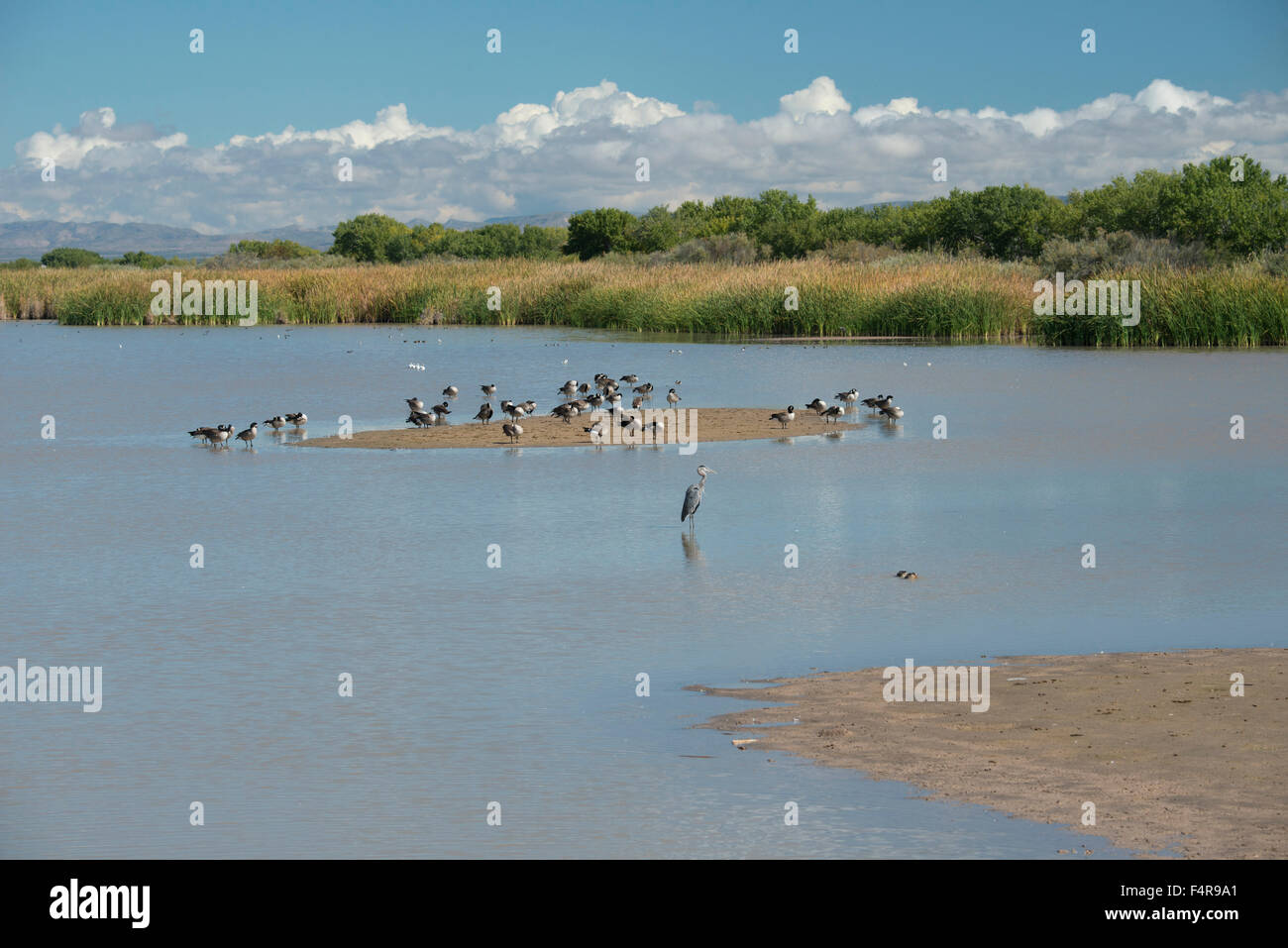Stati Uniti d'America, Stati Uniti, America, Southwest New Mexico, southern Socorro County, il Bosque del Apache National Wildlife Refuge, abbiamo Foto Stock