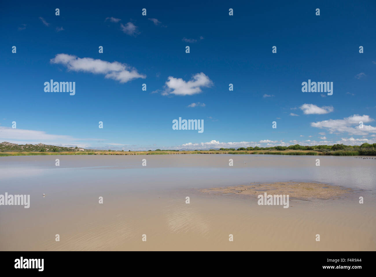 Stati Uniti d'America, Stati Uniti, America, Southwest New Mexico, southern Socorro County, il Bosque del Apache National Wildlife Refuge, po Foto Stock