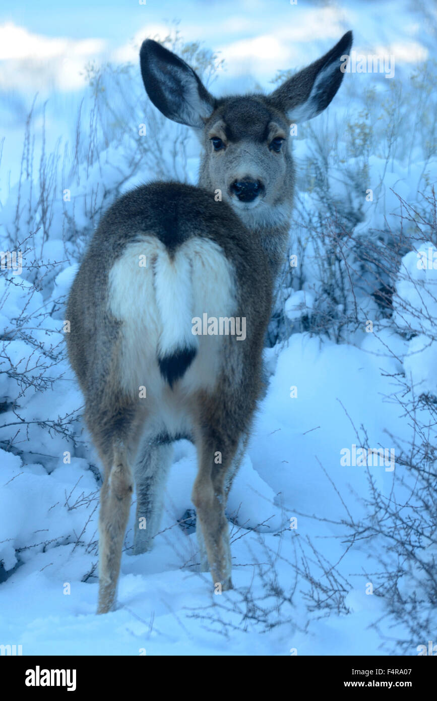 Oregon, Stati Uniti d'America, Stati Uniti, America, piegare, cervi, ritratto, Mule Deer, animale mammifero, la fauna selvatica, gioco, inverno, pelliccia Foto Stock