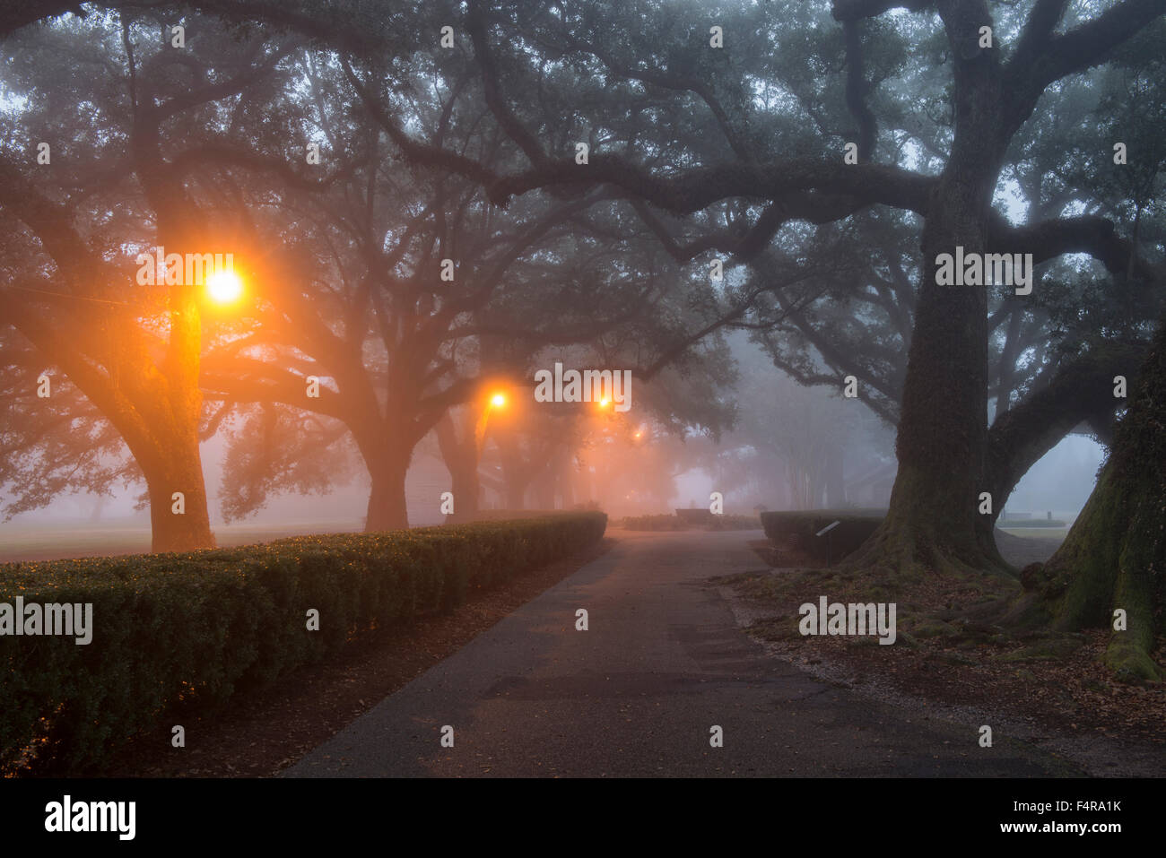 Stati Uniti d'America, Stati Uniti, America, Louisiana, San Giacomo parrocchia, Vacherie, Oak Alley Plantation, southern, Mansion, piantatrice Dixie, tra Foto Stock