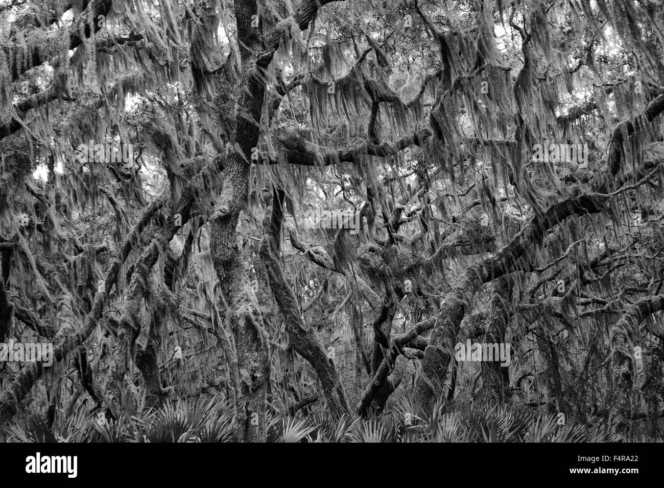 Stati Uniti d'America, Stati Uniti, America, Georgia, southern, Cumberland Island, foresta, la natura, la vita, Oak tree, Parco Nazionale, Seash nazionale Foto Stock