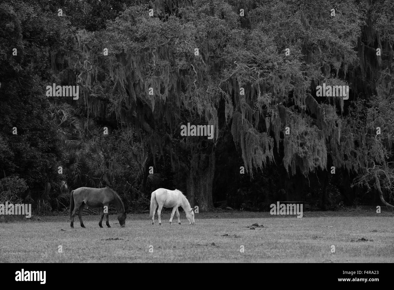 Stati Uniti d'America, Stati Uniti, America, Georgia, southern, Cumberland Island, foresta, southern, costiere, natura, parco nazionale, cavalli Foto Stock