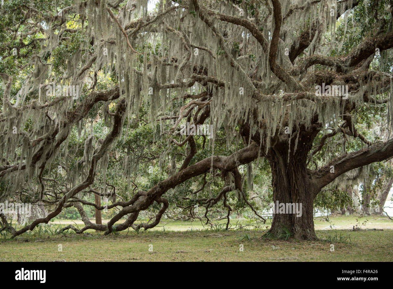 Stati Uniti d'America, Stati Uniti, America, Georgia, southern, Cumberland Island, isola del mare, natura, parco nazionale, albero, vita oak, moss Foto Stock