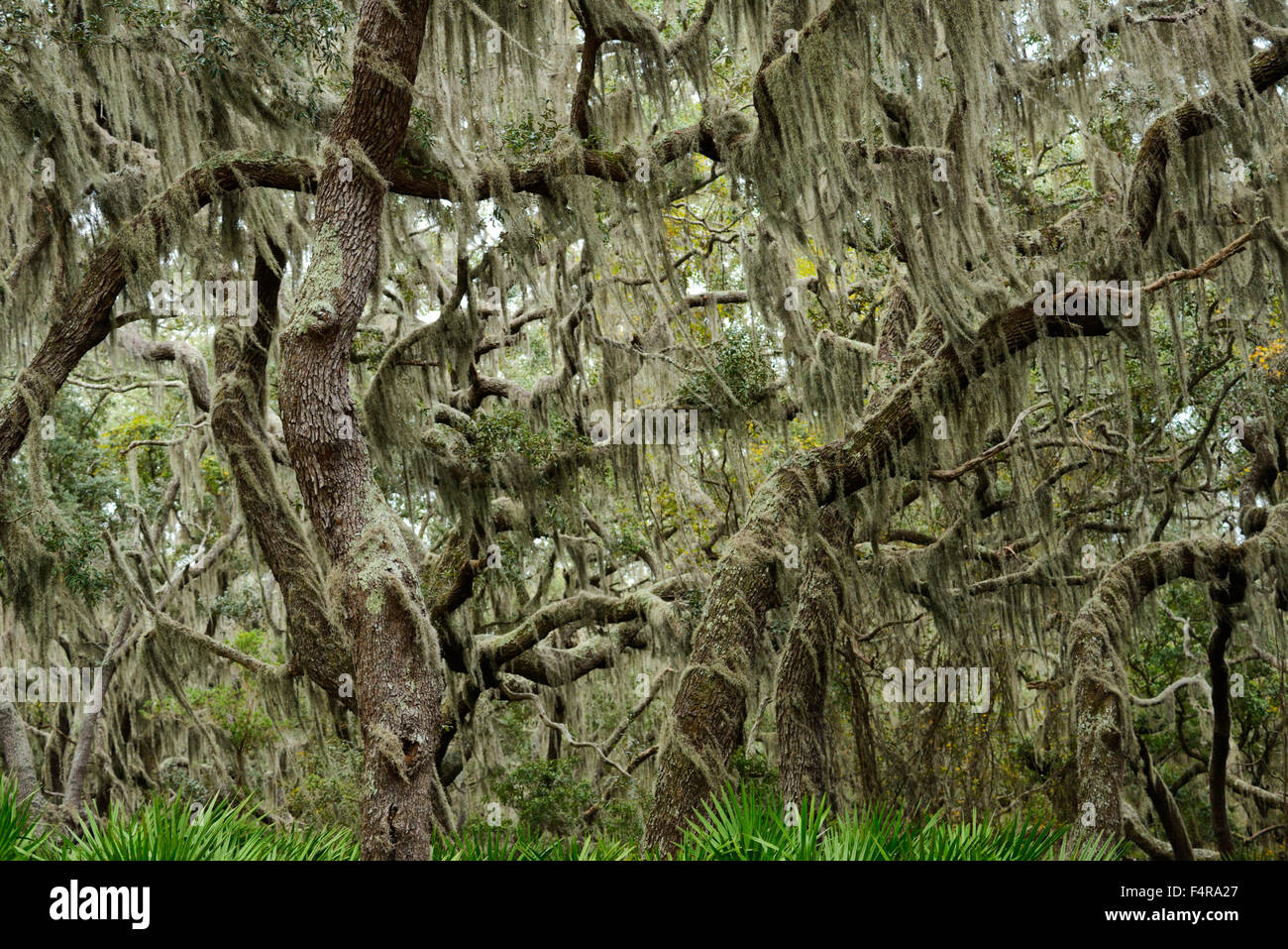 Stati Uniti d'America, Stati Uniti, America, Georgia, southern, Cumberland Island, rovere, foresta, muschio Spagnolo, costiere, natura selvaggia Foto Stock