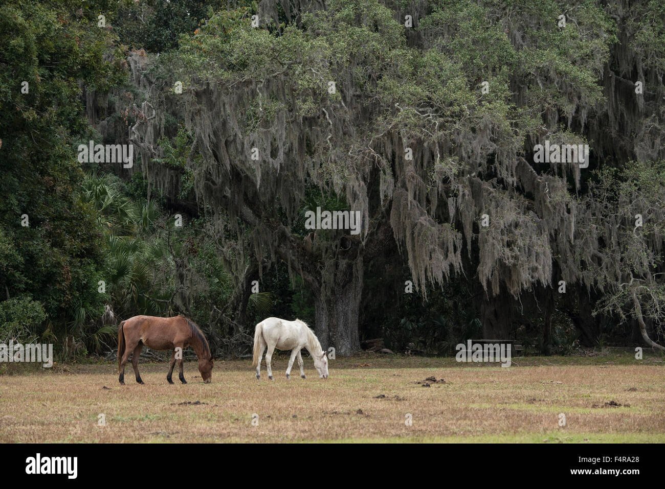 Stati Uniti d'America, Stati Uniti, America, Georgia, southern, Cumberland Island, cavalli, parco nazionale, la natura, le isole del mare Foto Stock