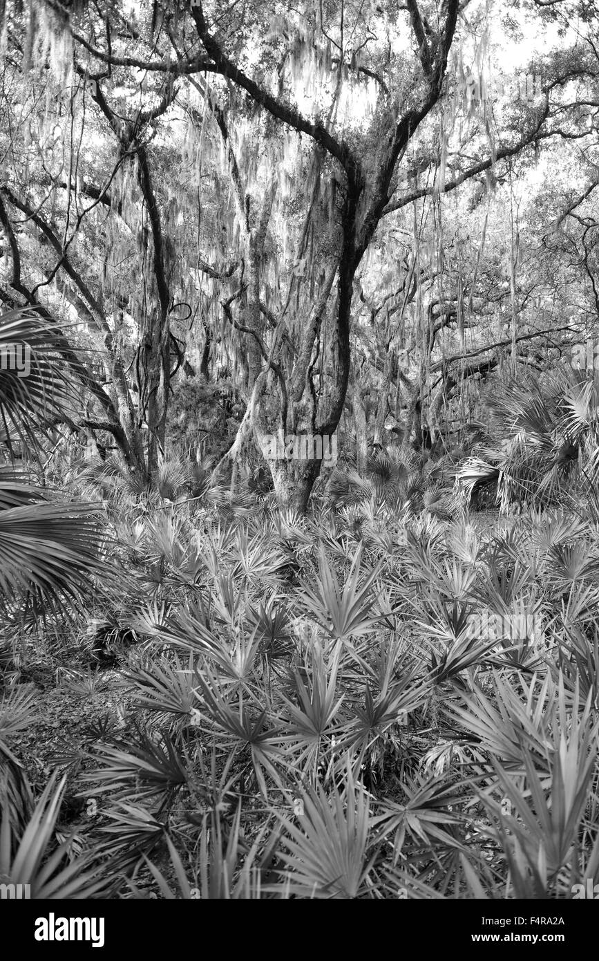 Stati Uniti d'America, Stati Uniti, America, Georgia, southern, Cumberland Island, natura, parco nazionale, foresta, costiere, meridionale Foto Stock