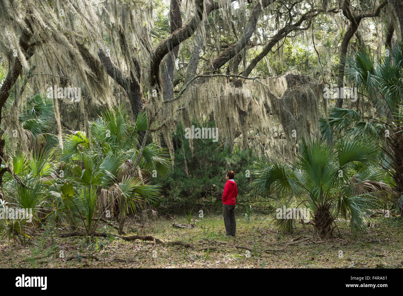 Stati Uniti d'America, Stati Uniti, America, Georgia, southern, Cumberland Island, natura, parco nazionale, foresta, costiere, southern, donna Foto Stock