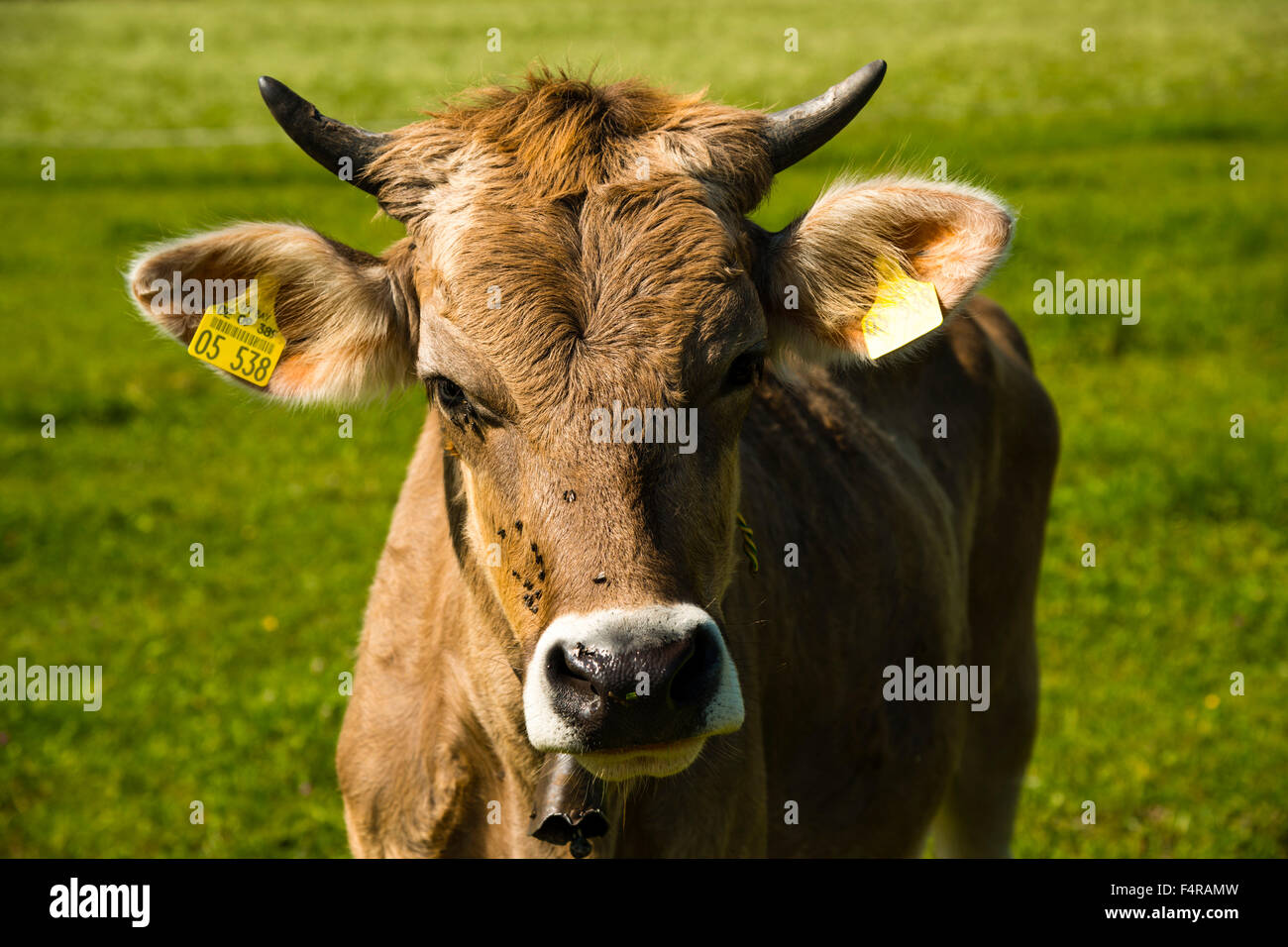 La Baviera, Bos, marrone bovini, Germania, Europa, Füssen casa bovino, mucca, agricoltura, agricoli, natura, orecchio, tag, Allg Foto Stock