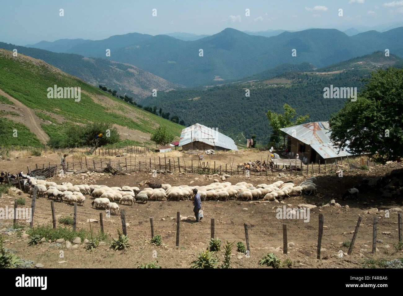 Un contadino con il suo gregge di ovini e caprini in Almaas, Gilnan, Iran. Foto Stock