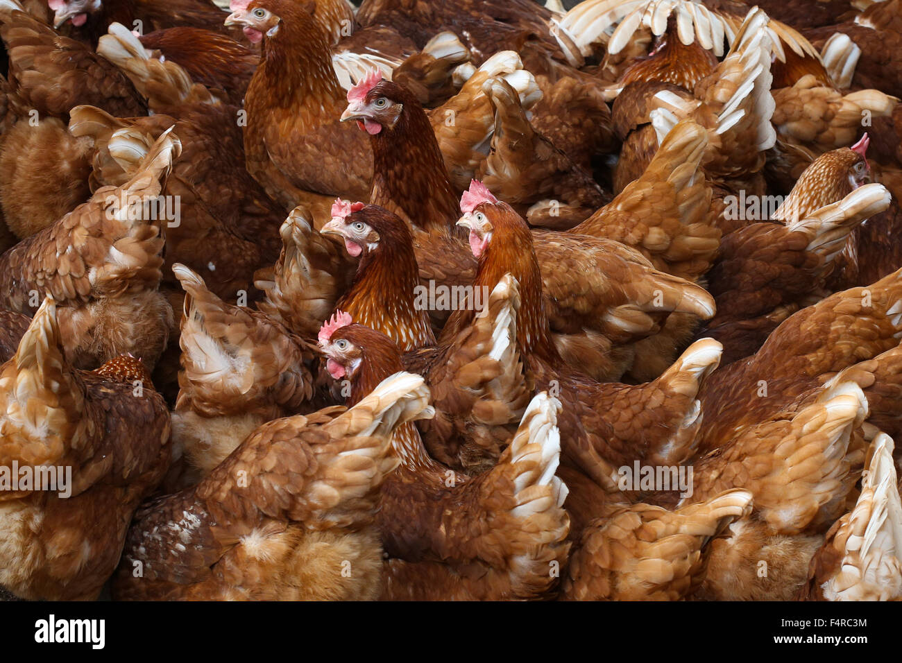 British free range galline ovaiole. Foto Stock