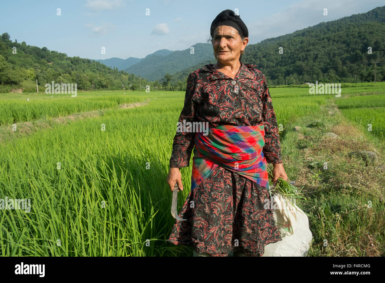 Una donna di mezza età che lavorano in un campo di riso in Gilan Siahkal Iran Foto Stock