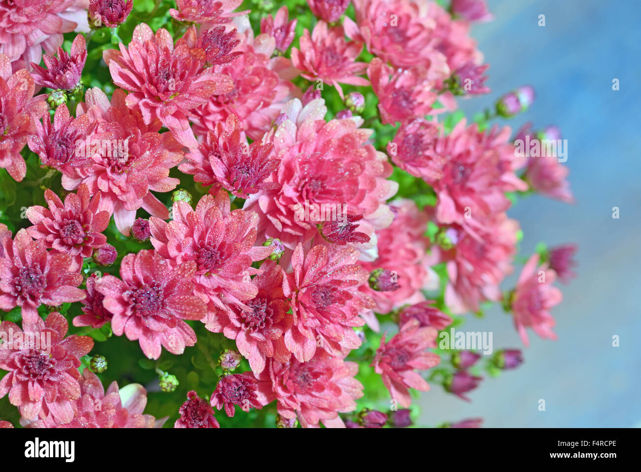 Rosa crisantemo autunnale e gocce di rugiada Foto Stock