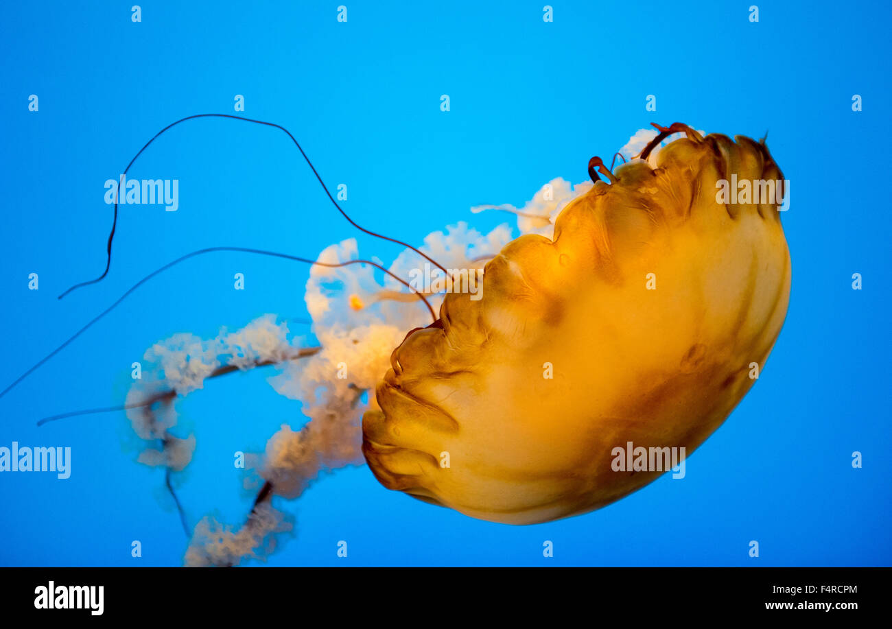 Mare meduse di ortica sul display in un serbatoio presso il National Aquarium di Baltimora, Maryland, Stati Uniti d'America Foto Stock