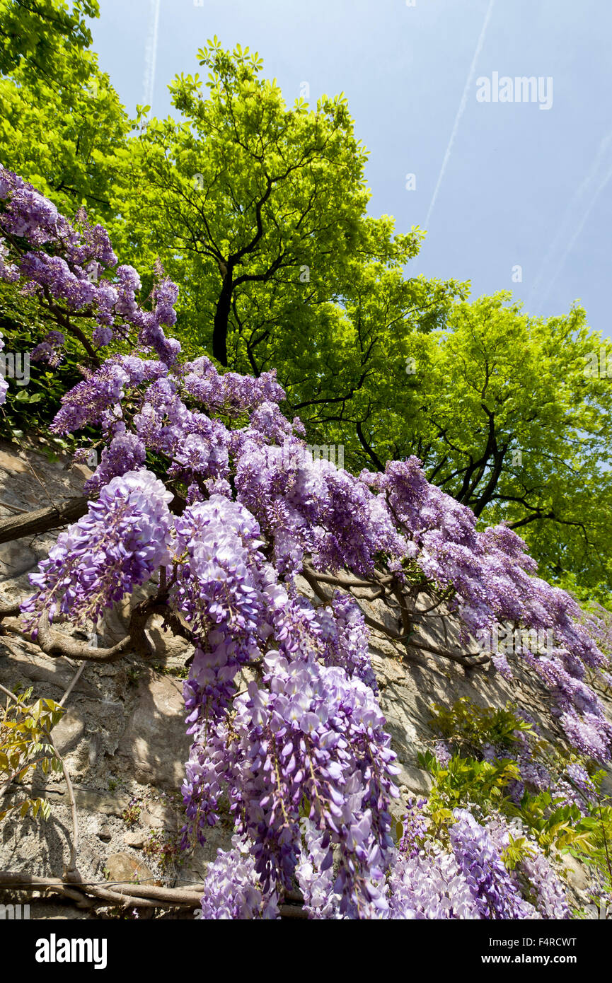 Vevey, Città Vecchia, paese, città, Glyzine, glicine, alberi, fiori, fiori, molla, Vaud, VD, Vevey, Svizzera Foto Stock