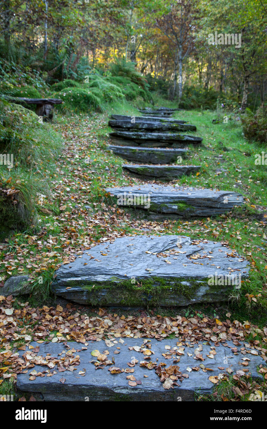 L'ardesia passi attraverso la zona boschiva Foto Stock