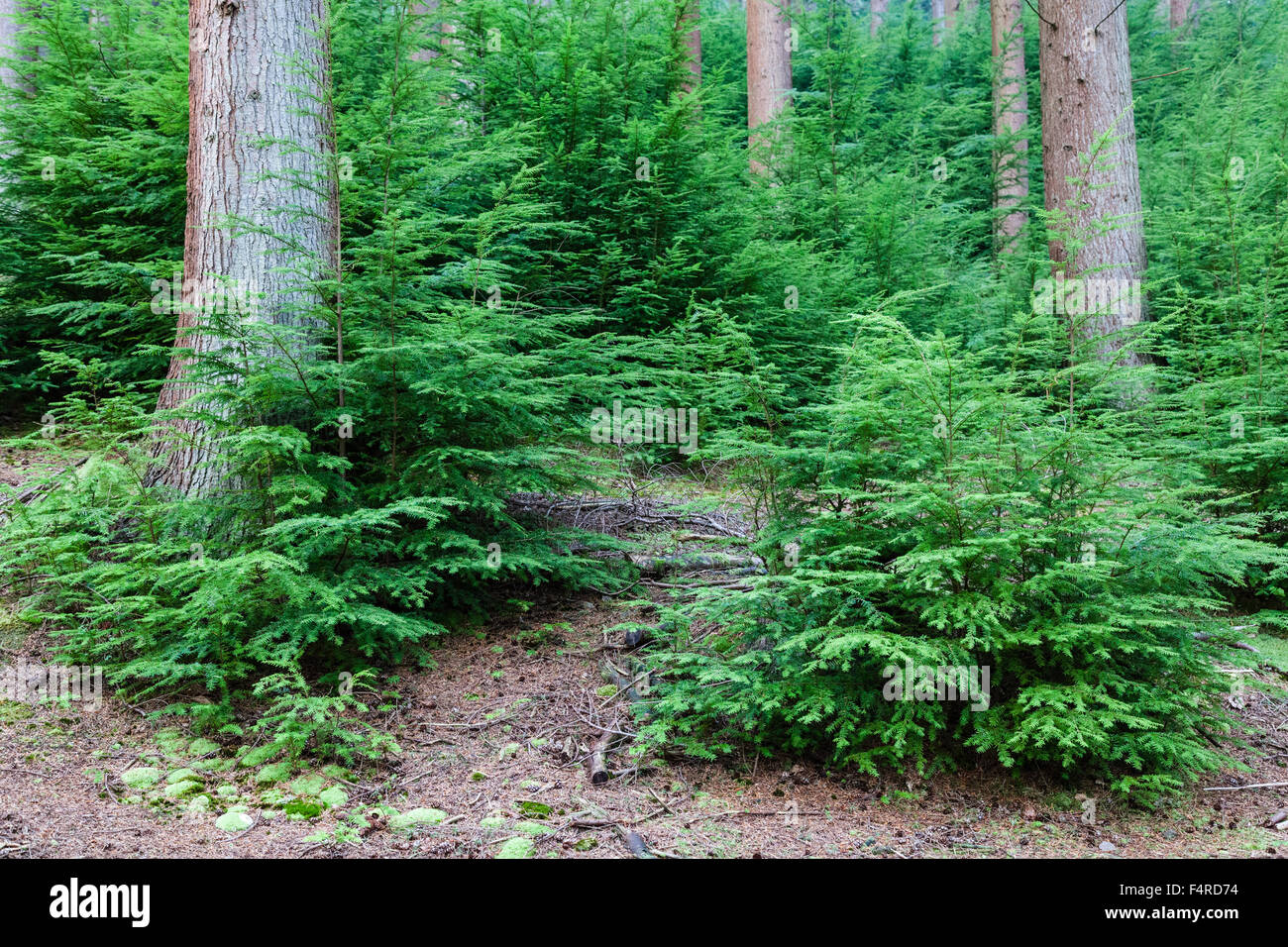 Giovani conifere crescente alla base di alberi maturi, Snowdonia, il Galles del Nord Foto Stock