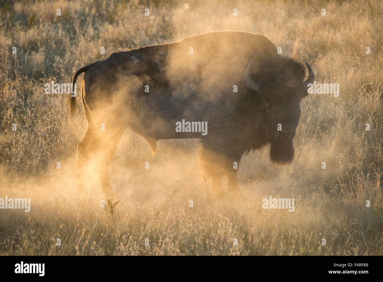 Stati Uniti d'America; Sud Dakota; Black Hills; Custer; Parco dello Stato; la fauna selvatica; bison; bisonti americani Foto Stock