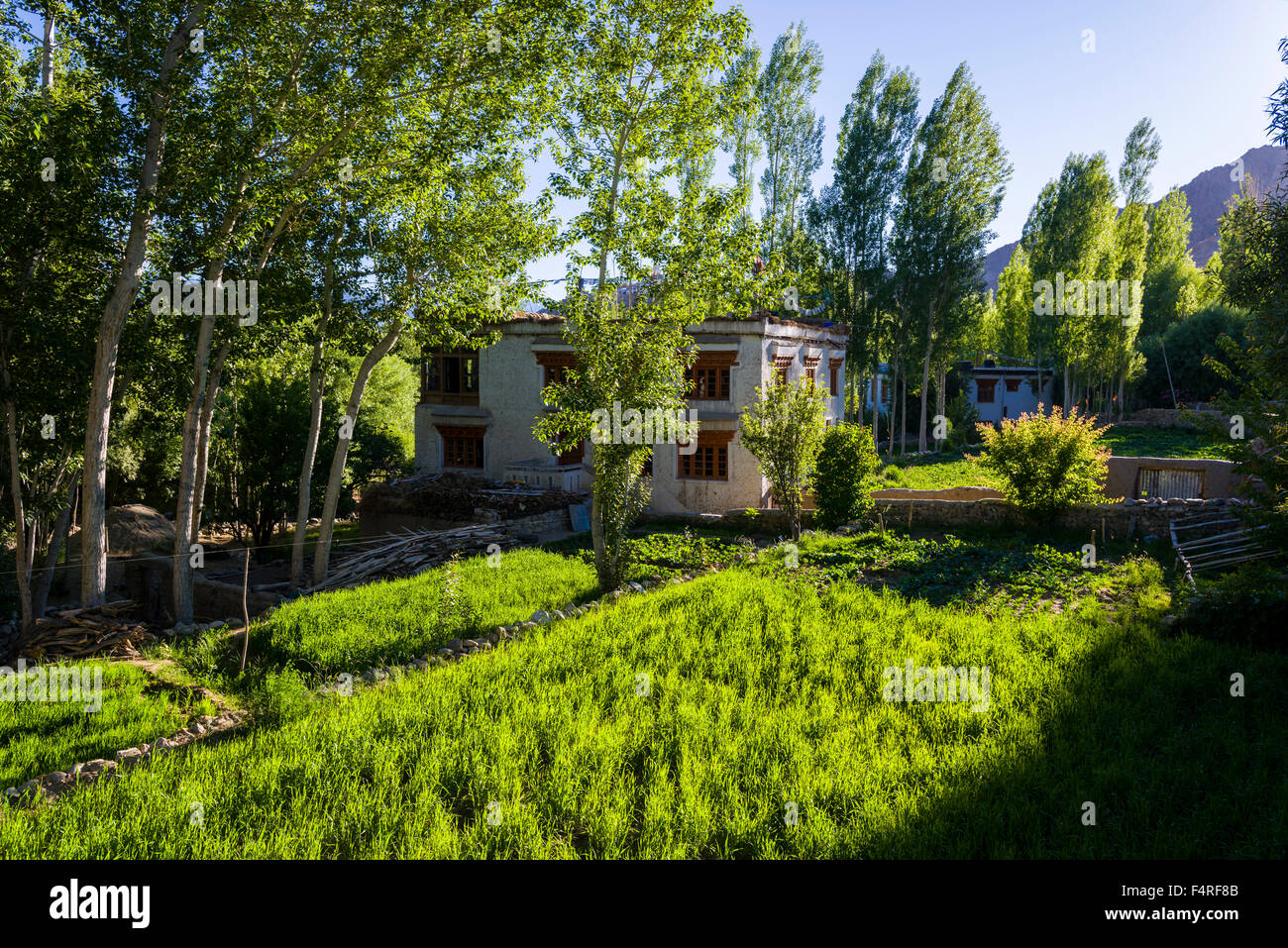 Questo tipico ladakhi agricoltori casa con campi verdi è situato nel villaggio di changspa Foto Stock