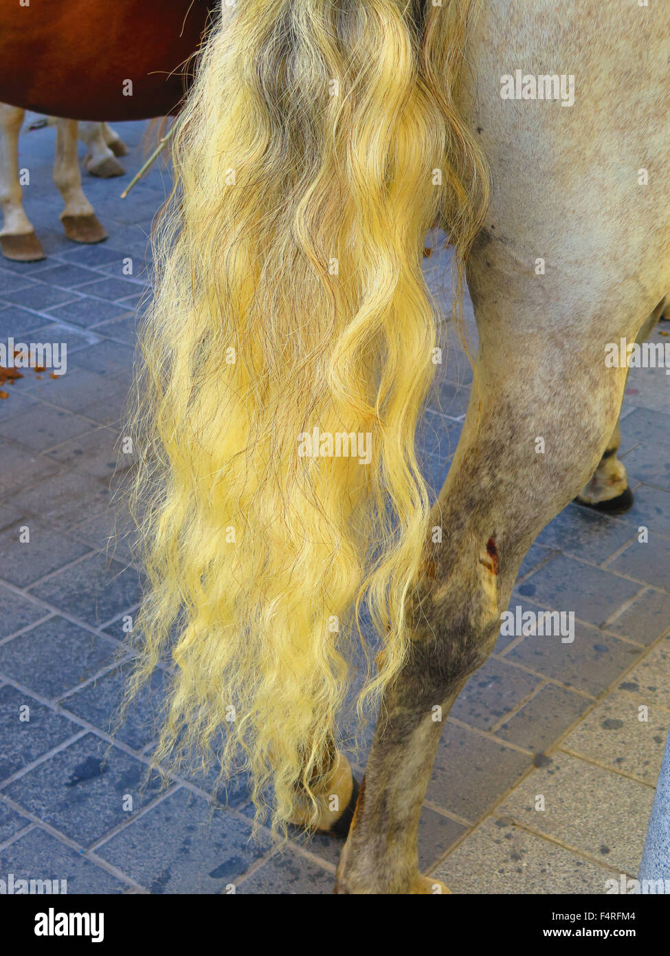 Frizzy cavallo di coda a livello locale fiesta, Alora Andalusia Foto Stock