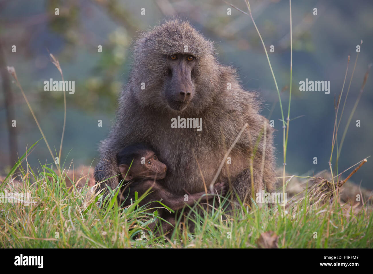Le scimmie, Africa, giovani, Lake Manyara national park, babbuini, primati, viaggi, mammiferi, Tanzania, animali, deserto, wild ani Foto Stock