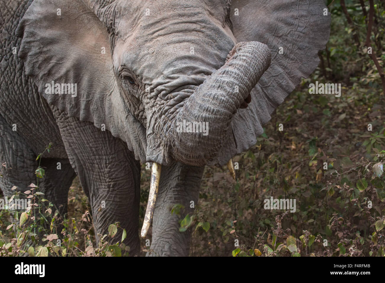 Africa, elefante, Lake Manyara national park, safari, viaggi, mammiferi, Tanzania, animali, deserto, animali selvatici Foto Stock