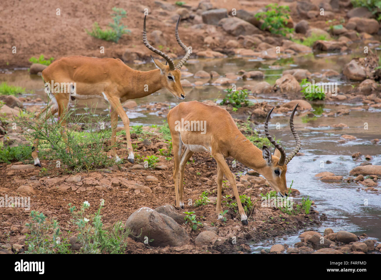 Africa, antilopi, impala, Lake Manyara national park, safari, viaggi, mammiferi, Tanzania, animali, deserto, animali selvatici, wa Foto Stock