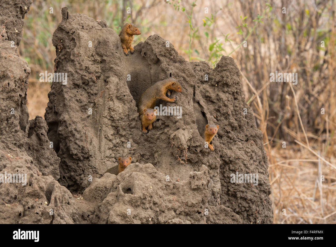 Africa, Lake Manyara national park, mangosteen, safari, viaggi, mammiferi, Tanzania, animali, deserto, animali selvatici Foto Stock