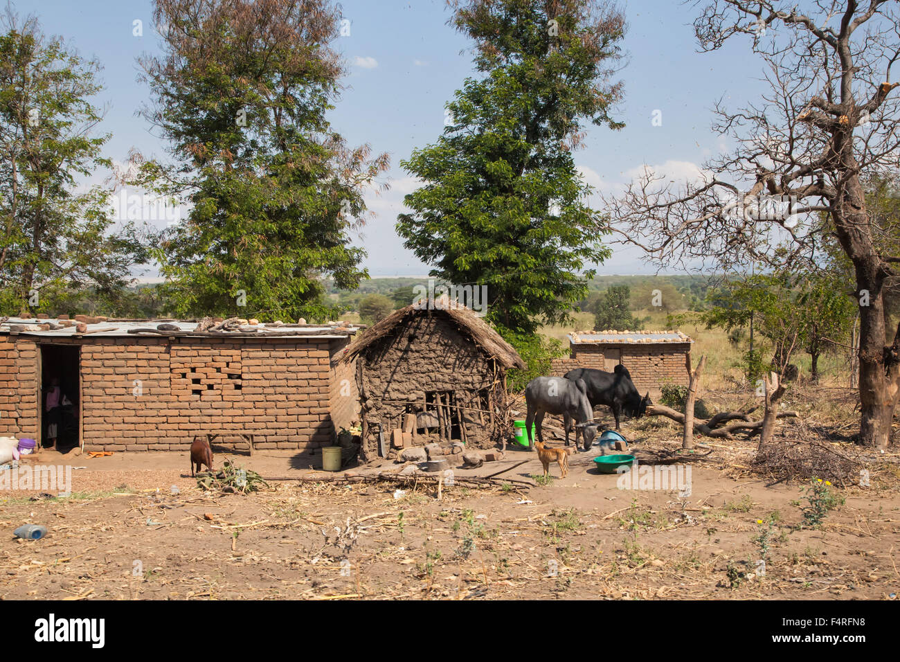 Africa, villaggio, house, casa gli animali domestici, case, case, vacche, paesaggio, paesaggio, viaggi, mammiferi, Tanzania, animali, Foto Stock