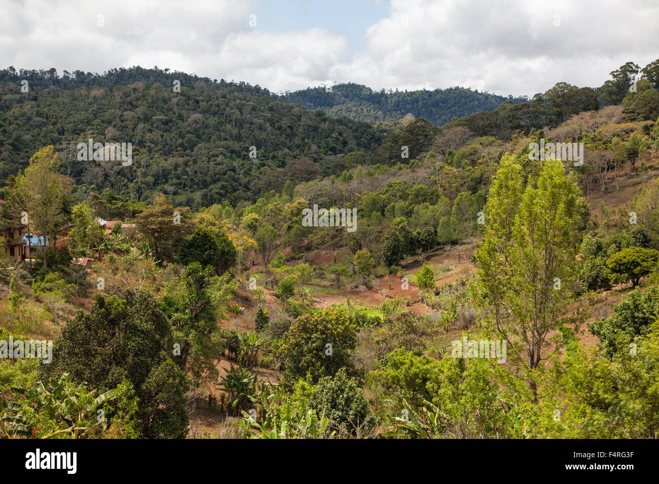 Africa, villaggio, campi, house, casa, case, case, paesaggio, paesaggio, agricoltura, viaggi, Tanzania, Usambara, legno, foresta, Foto Stock