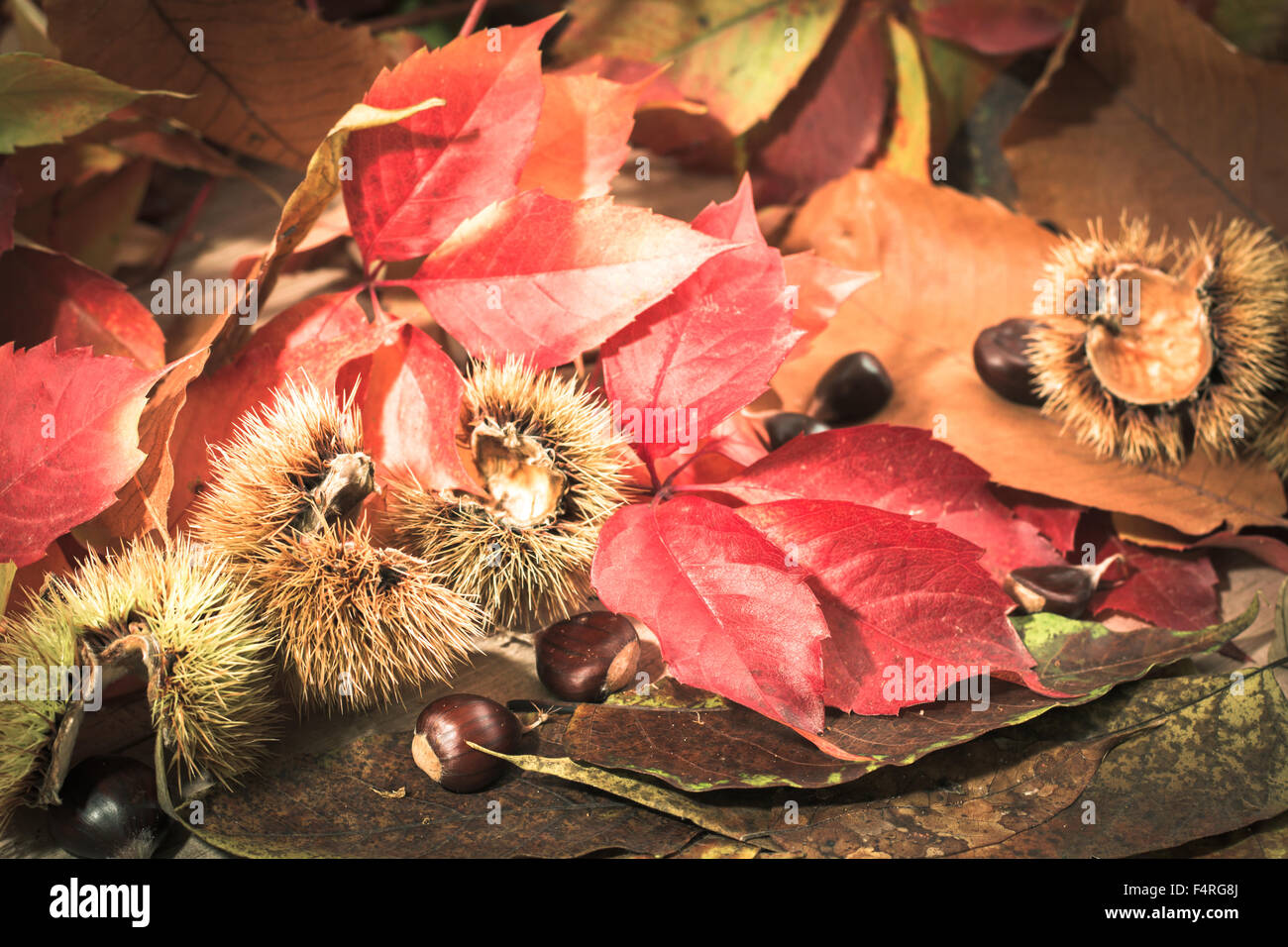 La decorazione sul tema dell'autunno con scheda di ardesia Foto Stock