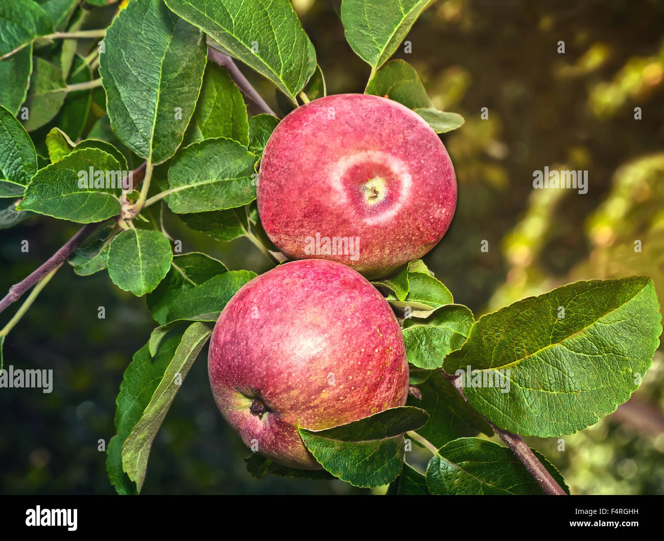 Nel giardino sui rami di un albero appeso grandi mele mature.. Presenta closeup. Foto Stock