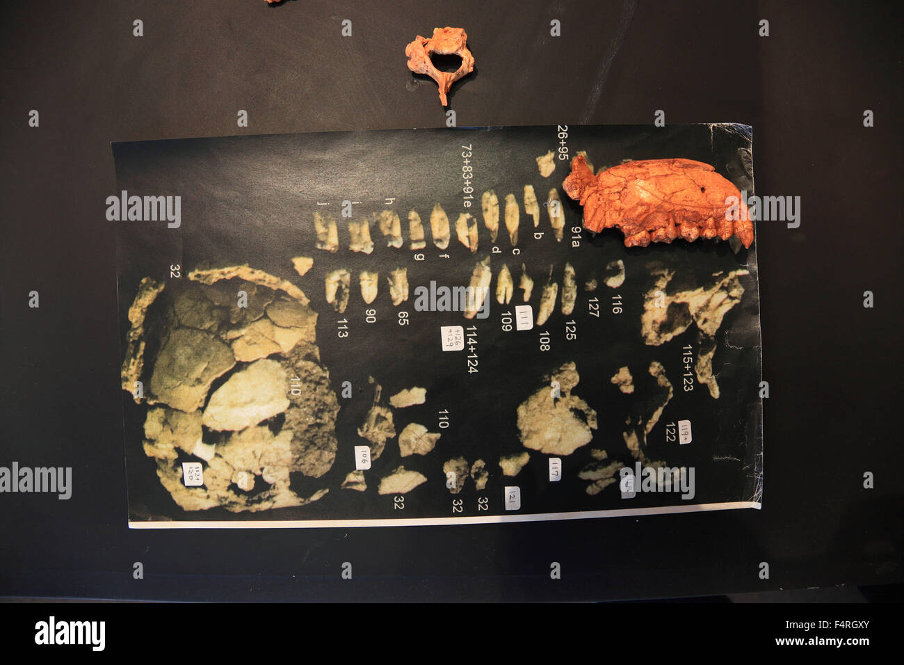 Addis Abeba, presso il Museo Etnologico, foto di luci, Lucy si riferisce al 1974 Triangolo di Afar scoperto lo scheletro parziale di un Foto Stock