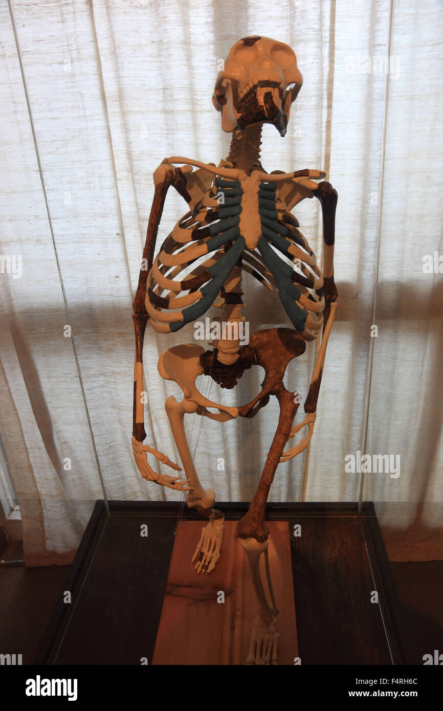 Addis Abeba, presso il Museo Etnologico, foto di luci, Lucy si riferisce al 1974 Triangolo di Afar scoperto lo scheletro parziale di un Foto Stock