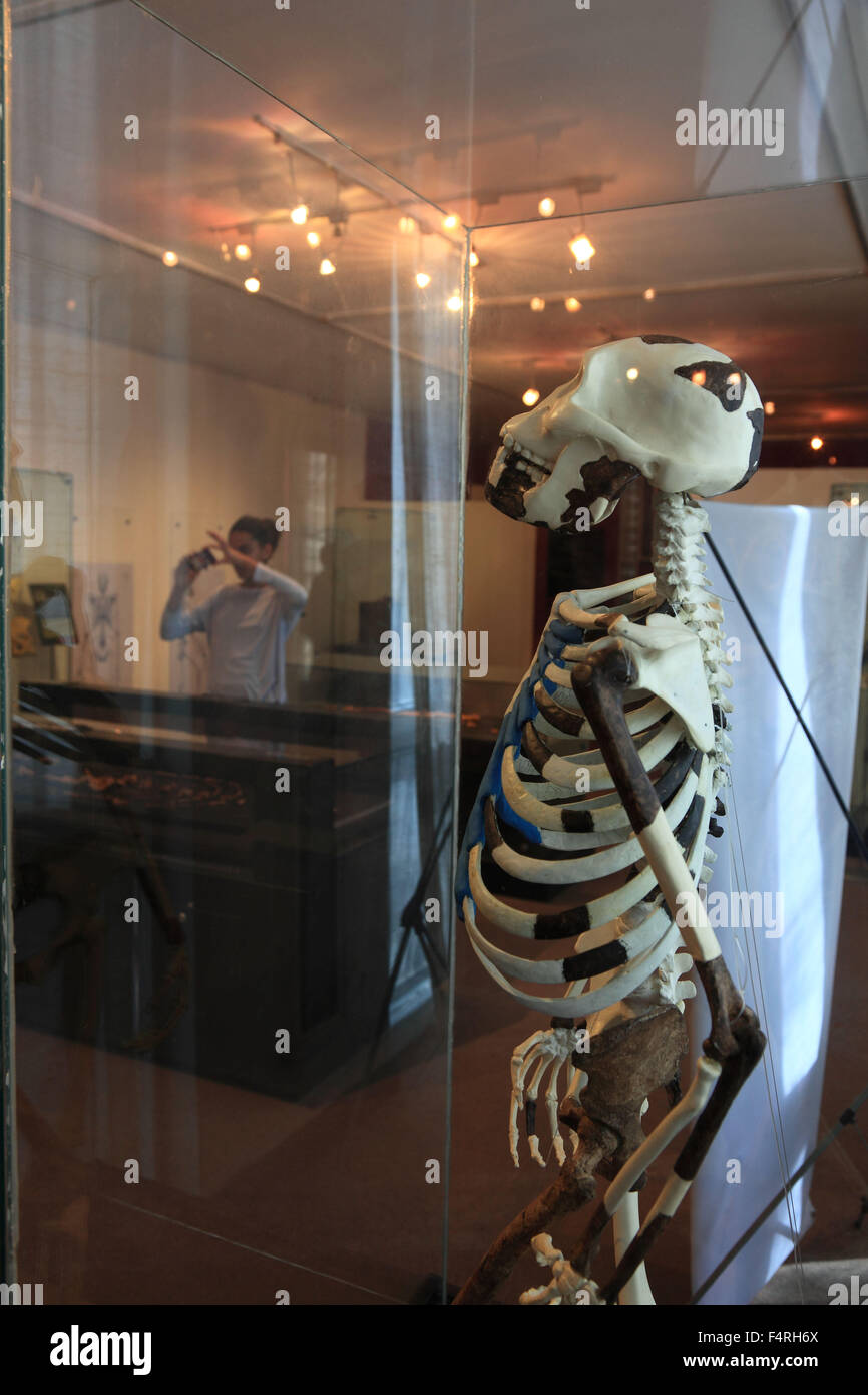 Addis Abeba, presso il Museo Etnologico, foto di luci, Lucy si riferisce al 1974 Triangolo di Afar scoperto lo scheletro parziale di un Foto Stock