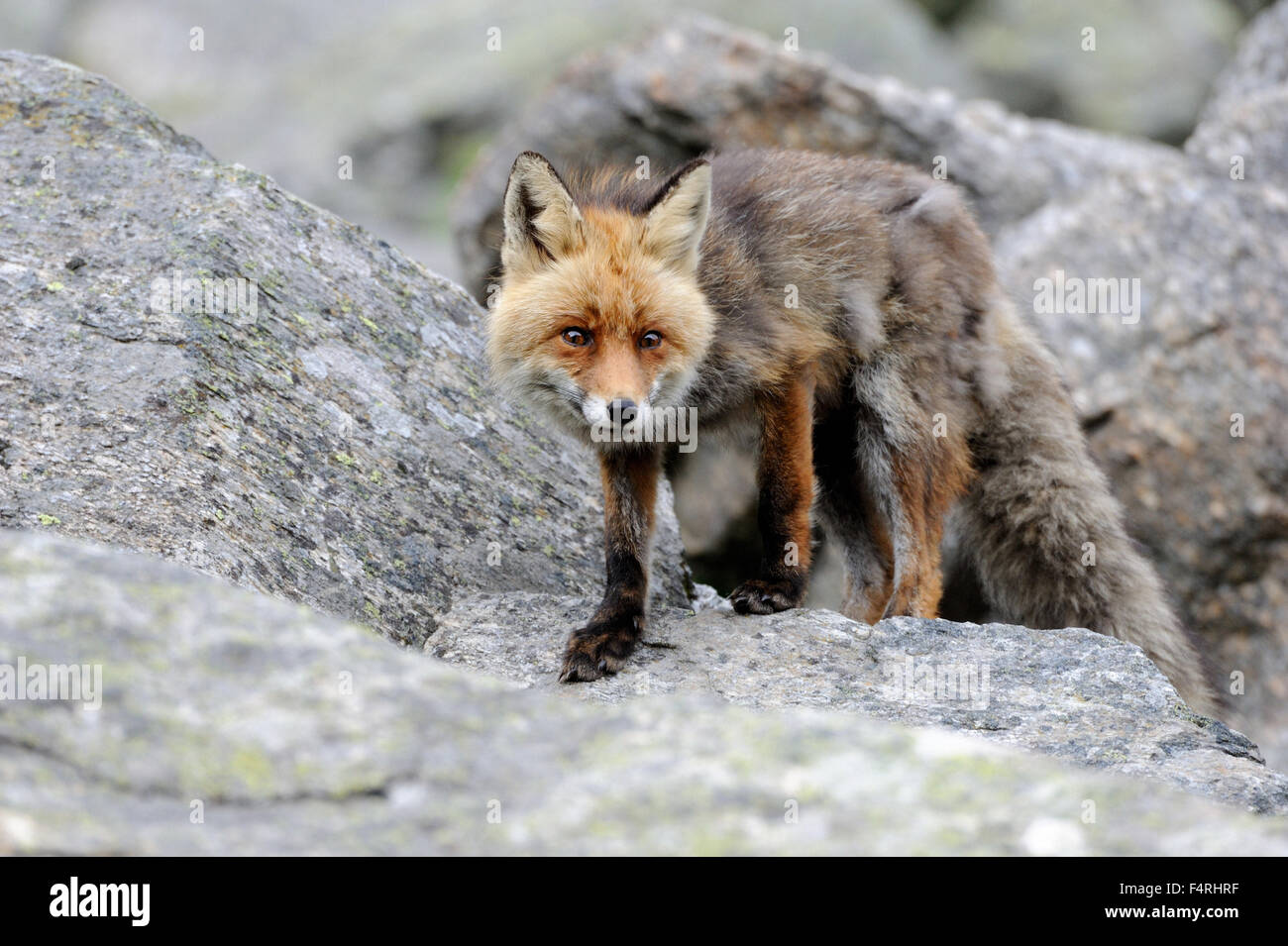 Germania, Red Fox, Fox, predator, canidi, Europeo, fox Vulpes vulpes, volpi, Volpe Montanara, animali, animale selvatico, animali, Germania Foto Stock