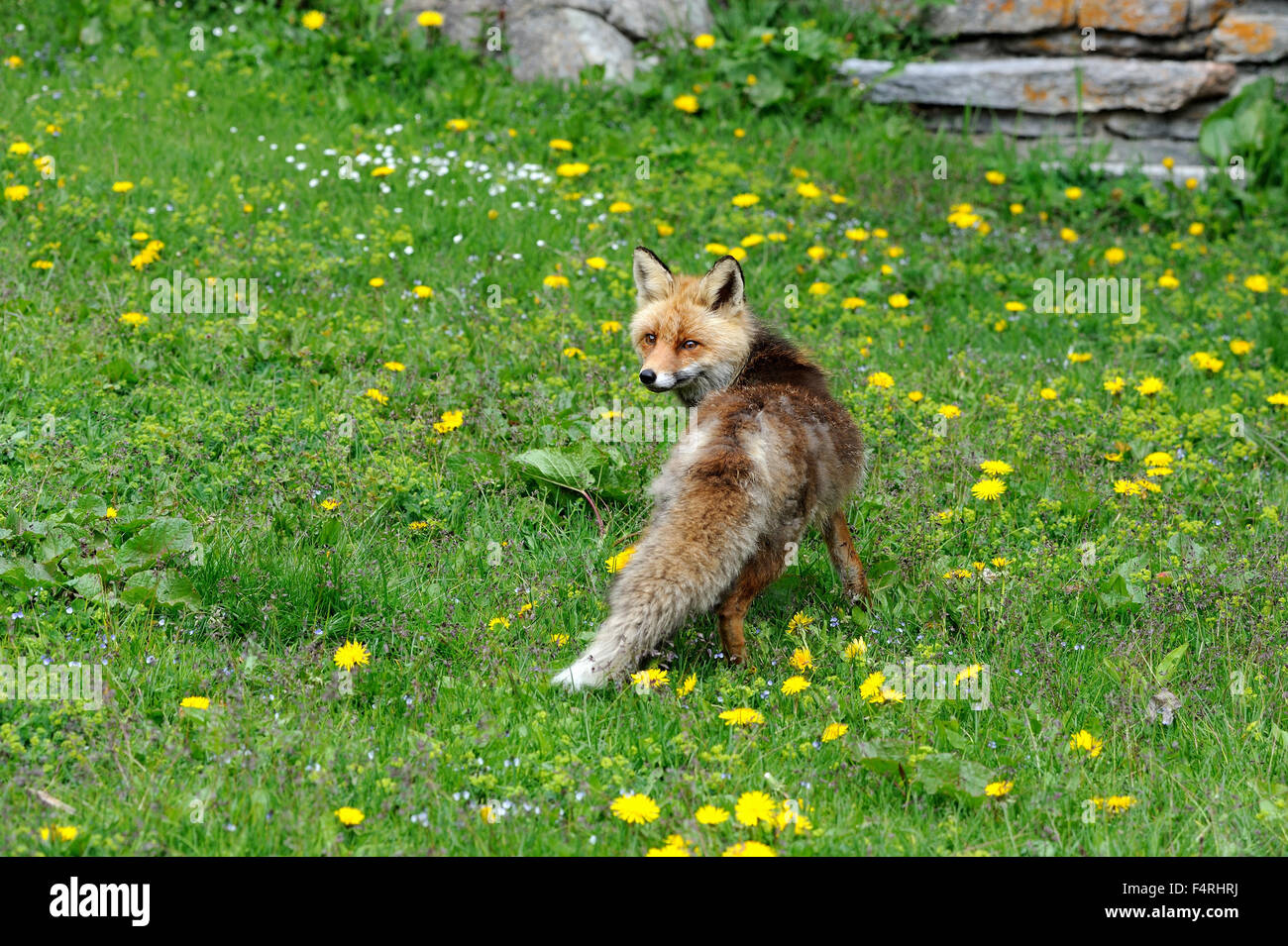 Germania, Red Fox, Fox, predator, canidi, Europeo, fox Vulpes vulpes, volpi, Volpe Montanara, animali, animale selvatico, animali, Germania Foto Stock