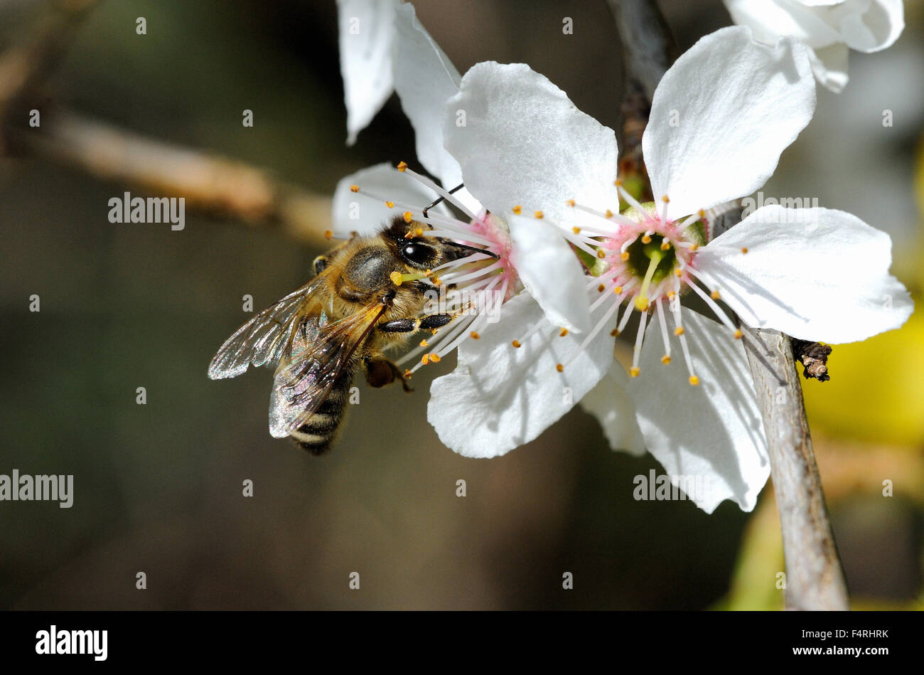 Germania, fiorisce, fiorisce, api, molla, frutta blossoms, tree blossoms, fioritura, insetti, polline, polline dei fiori, Prunus c Foto Stock
