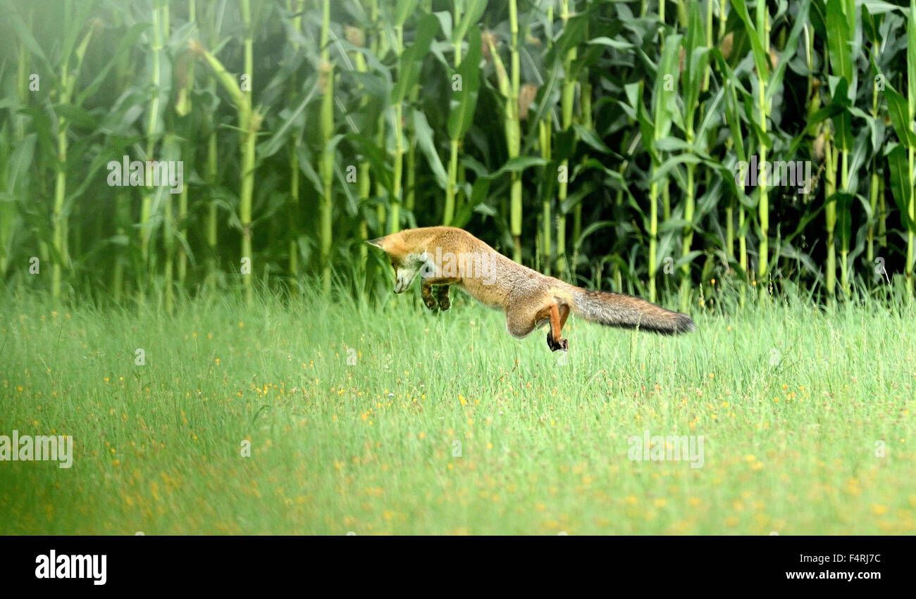 Germania, Red Fox, Fox, predator, canidi, Europeo, fox Vulpes vulpes, volpi, giovani, fox, Germania Foto Stock