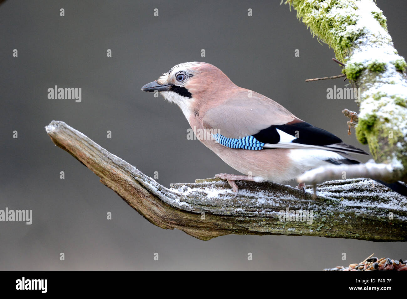Germania, Jay Garrulus glandarius, uccelli canori, passerine, uccelli, uccelli, uccelli di bosco, Germania Foto Stock
