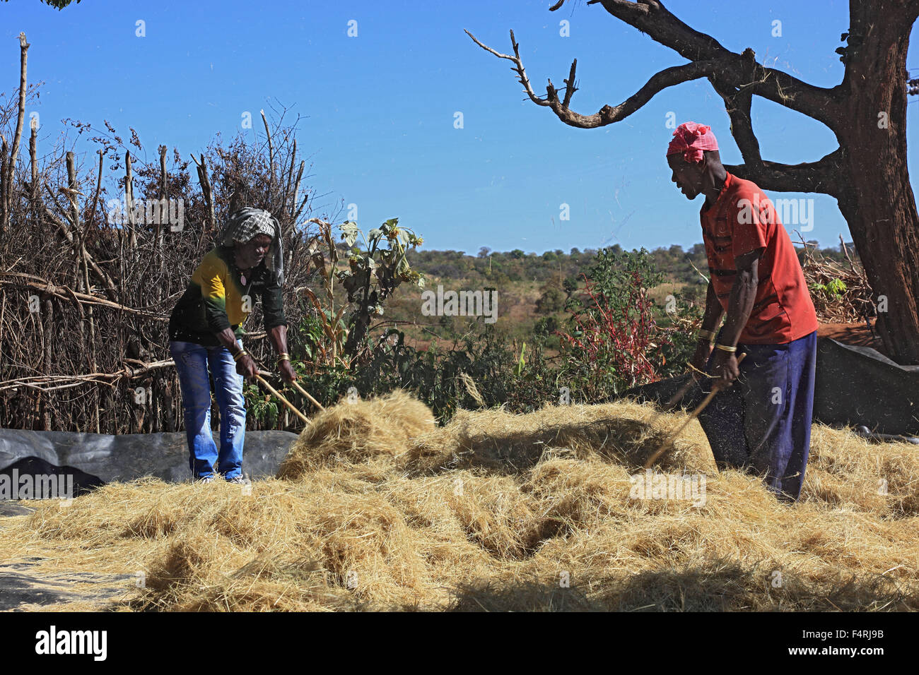 Popolo di benna, in un villaggio benna, trebbiare teff, grano, staccare i grani dalle orecchie Foto Stock