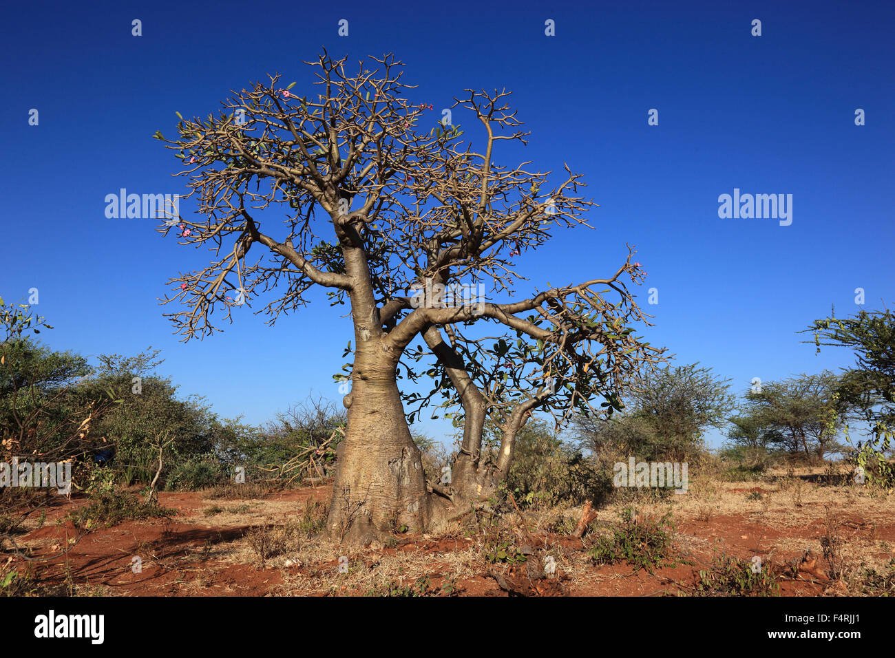 Adenium obesum è una specie di pianta flowering in famiglia dogbane, Apocynaceae, che è nativo per le regioni di Sahel, a sud di Foto Stock