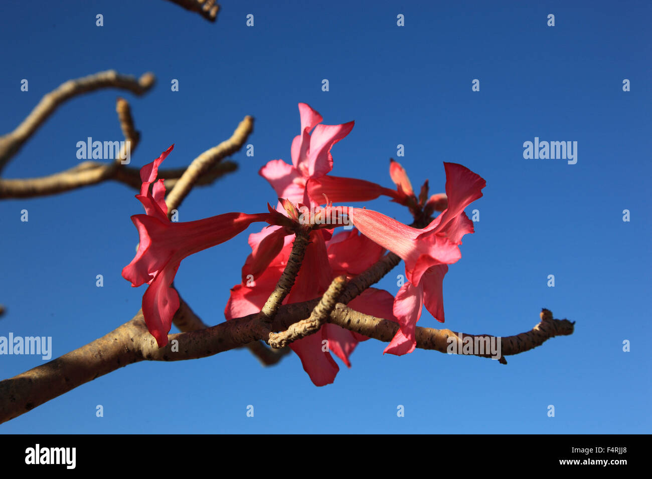Adenium obesum è una specie di pianta flowering in famiglia dogbane, Apocynaceae, che è nativo per le regioni di Sahel, a sud di Foto Stock
