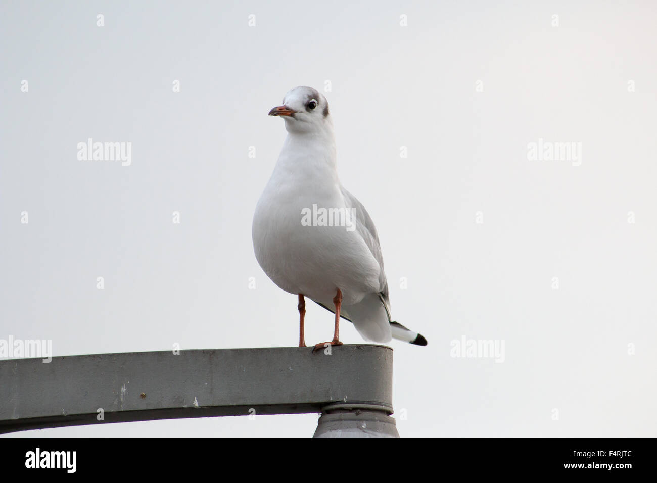Gabbiano comune (Larus canus) in piedi su un lam post. Foto Stock