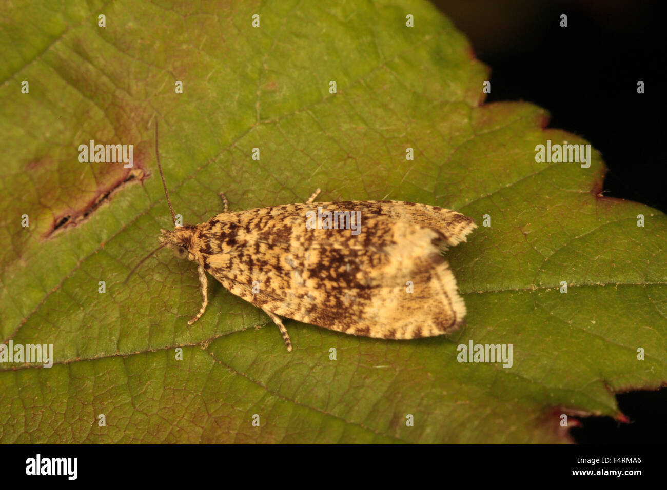 Una specie di Micro Moth Foto Stock