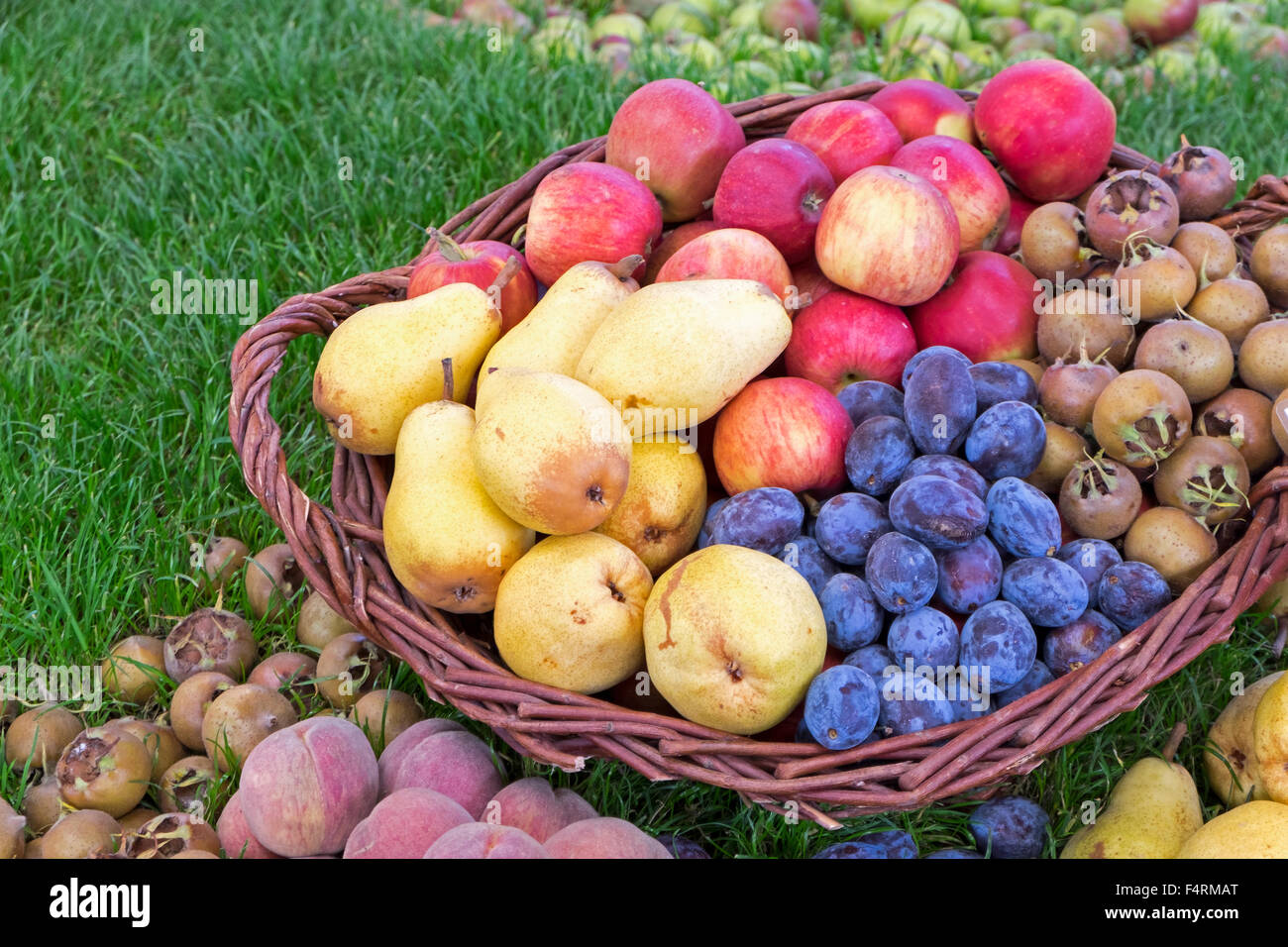Cesto di frutta, pere, mele, susine, loquats, pesche, Renania-Palatinato, Germania Foto Stock