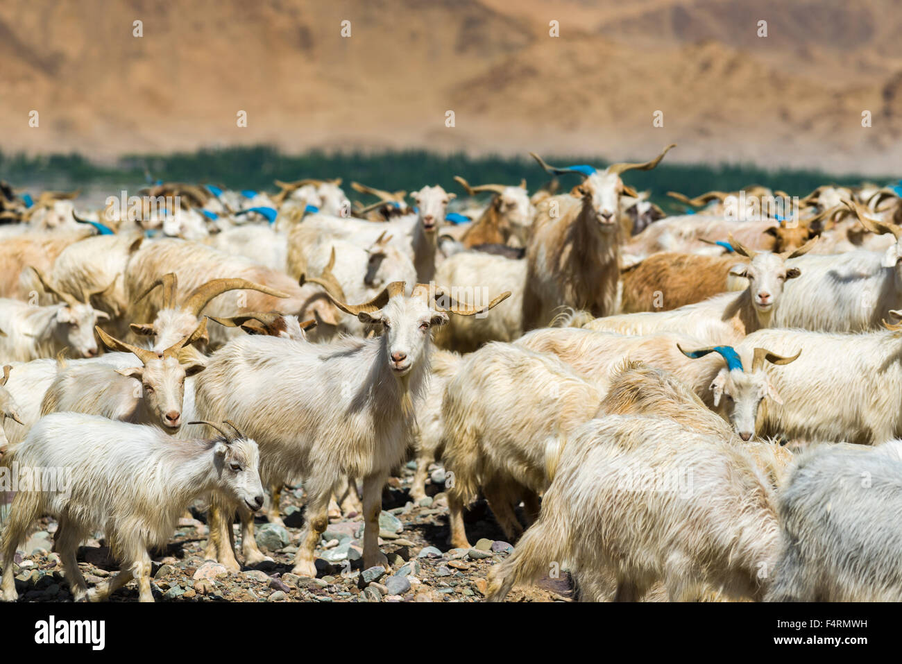 Un gregge di capre e pecore al pascolo è su una collina sopra la valle di Indus Foto Stock